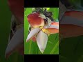 longweekend gardening banana  #harvesting #fruit  #farming #yt #viralshorts #youtubeshorts