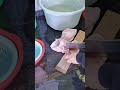#videoshort #cooking #adayinmylife #fypシ゚viral