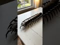 “Tiny cube → Giant Mechanical Scorpion 🦂⚙️”#MechanicalScorpion #TransformerToy #AIAnimation #KlingAI