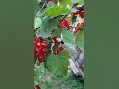 Порічка) - YouTube
