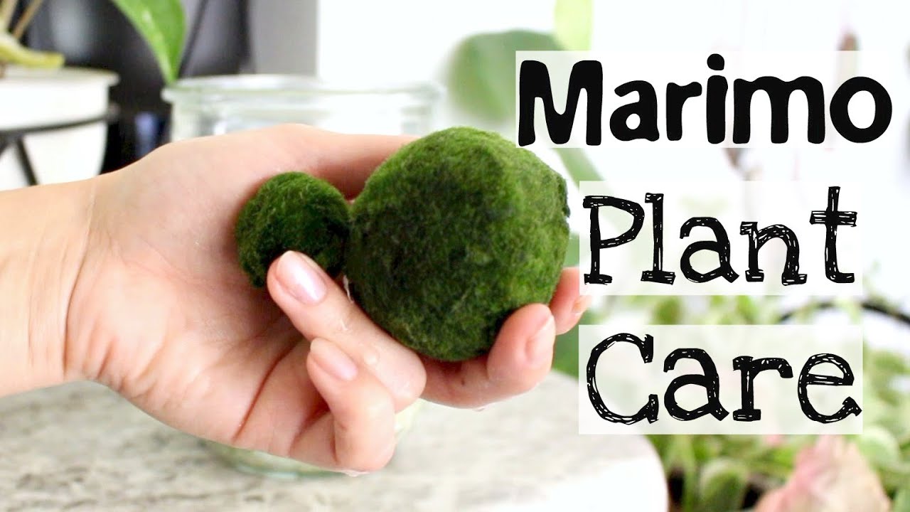 Caring for Marimo Moss Balls - Sunday Gardener