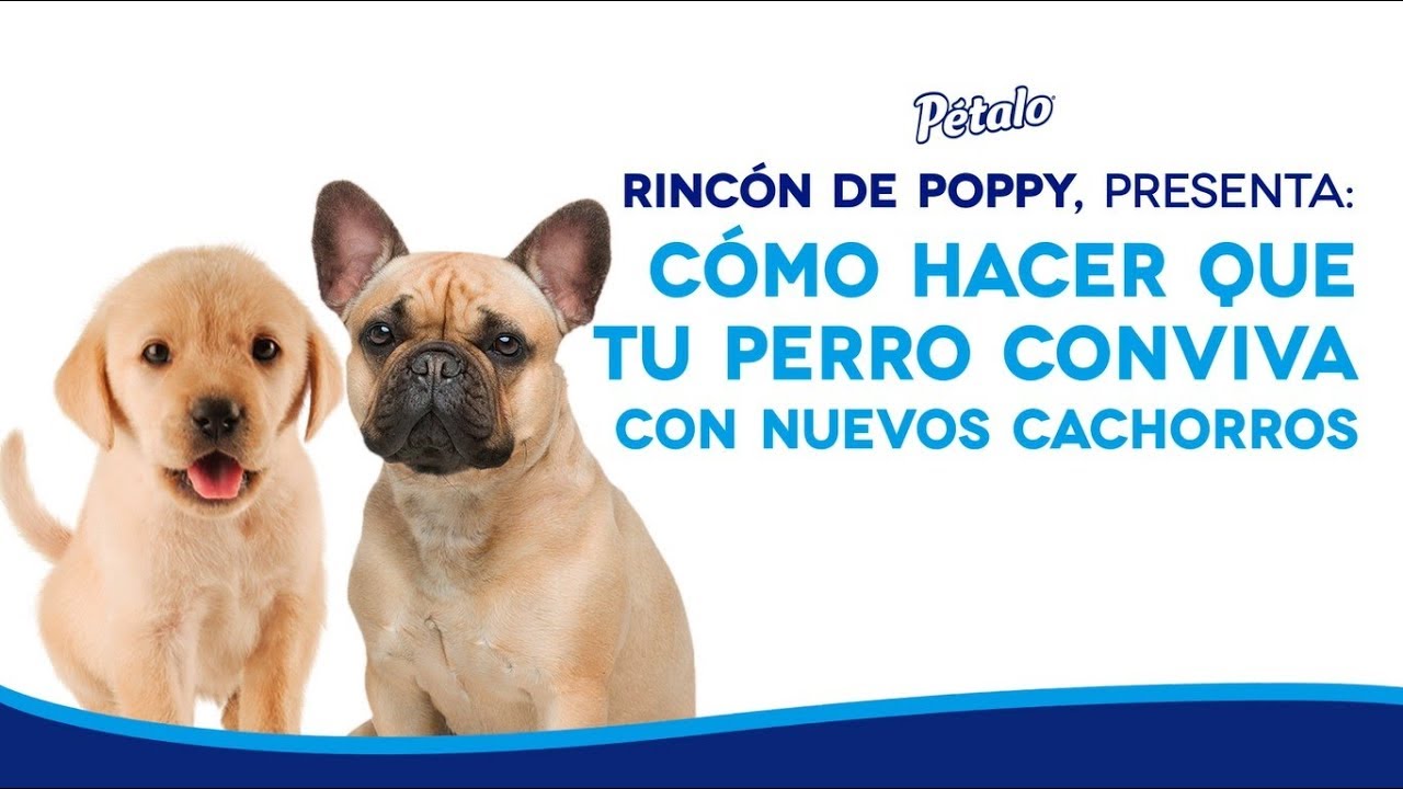 Como hacer que un perro acepte a otro