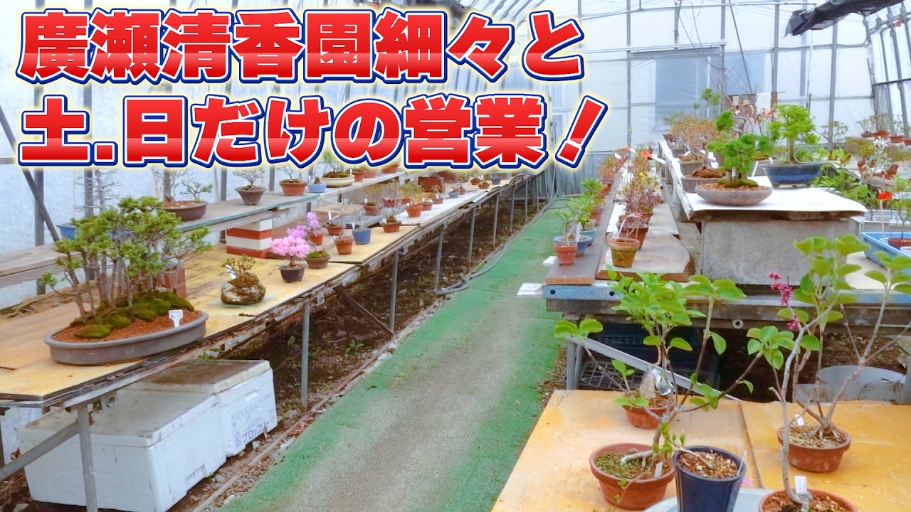 廣瀬清香園ほそぼそと土日だけの営業 - YouTube