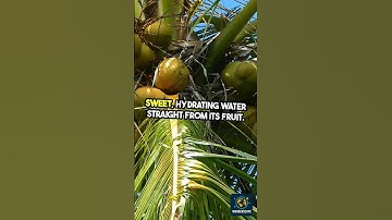 Discover Trees That Make Drinking Water! #shorts