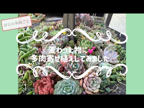 なぜ多肉植物を鳥浴盆に植えると失敗するのか？プロが教える5つのポイント