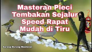 Masteran Pleci Mudah Ditiru Speed Rapat Kualitas HD