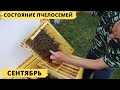 Состояние пчелосемей на начало сентября