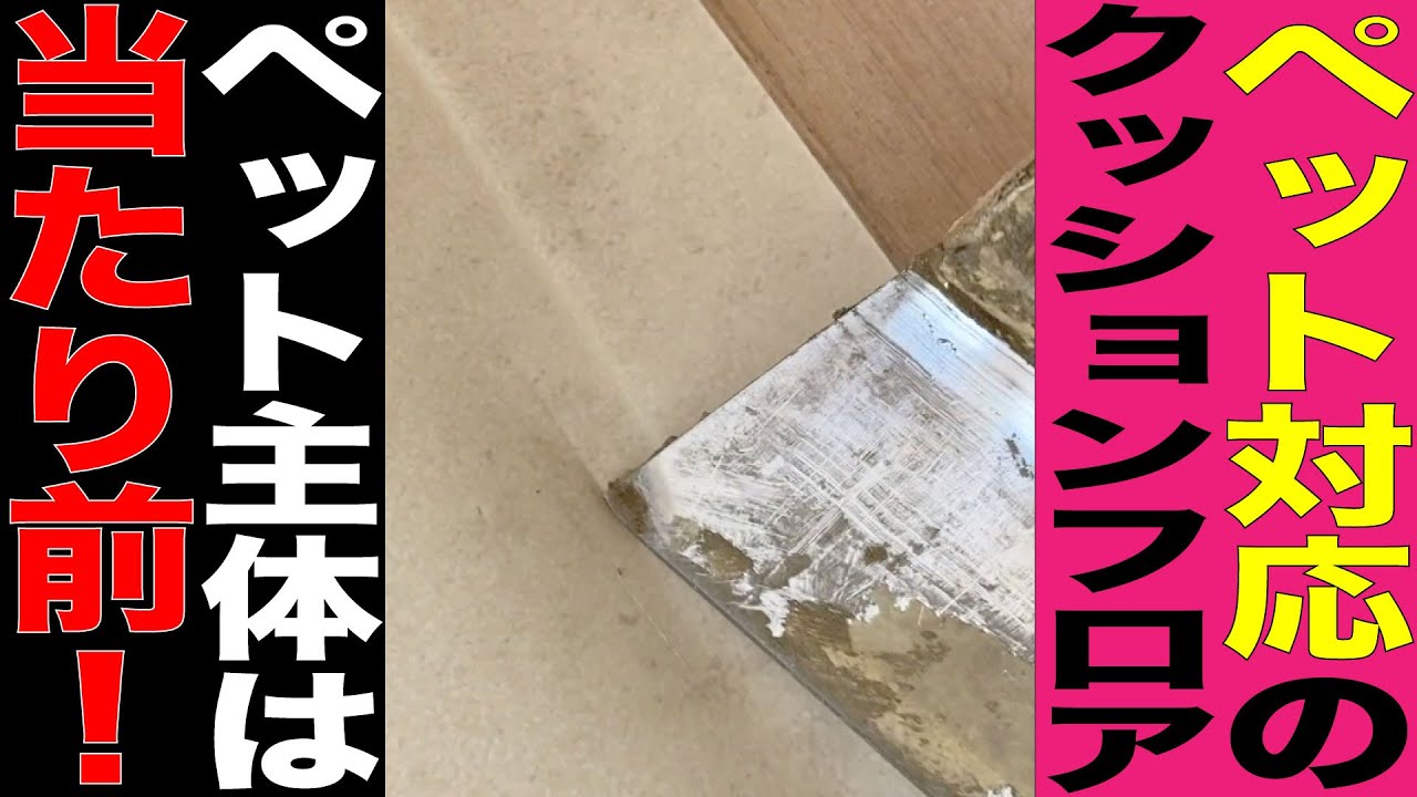 サンゲツのペット対応 クッションフロア と萩原 じょうぶ畳 Youtube サンゲツのペット対応 クッションフロア と萩原 じょうぶ畳 Youtube