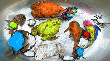 Kem Ốc và cua Chanel lái xe công nông đuổi theo ếch xanh, ếch vàng, con cua, rùa, cá cóc, máy xúc.