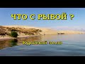 Куршский залив. Что с рыбой рыбой?