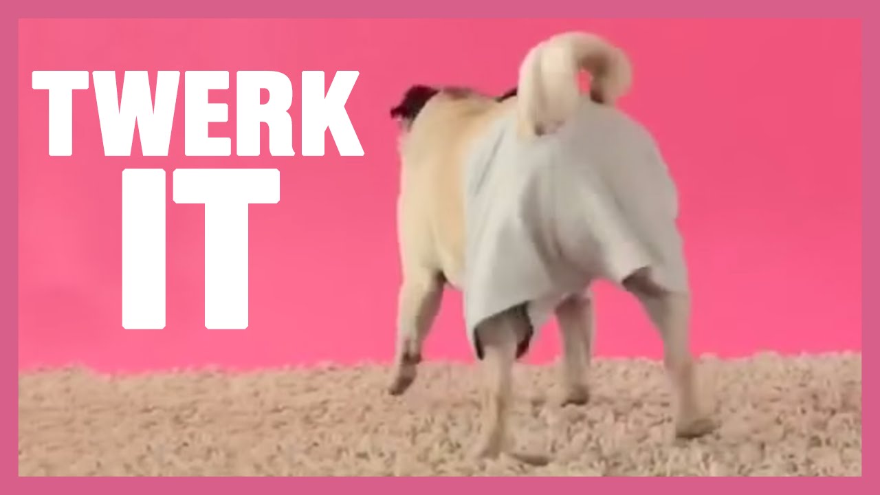 twerking pug