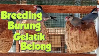 Menangkarkan Burung Gelatik Belong | Ternak Gelatik JAWA 2020