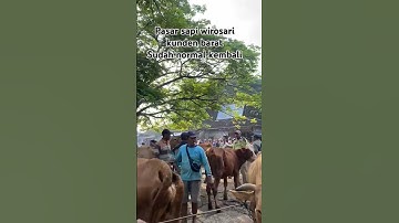 pasar sapi Wirosari Grobogan sudah normal kembali #dangdutkoplo #pmk #automobile #sapi #sapigemuk