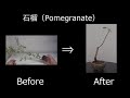 【ミニ盆栽：mini bonsai】ザクロ（石榴）-３ （2018年）:Pomegranate　剪定　How to Bonsai