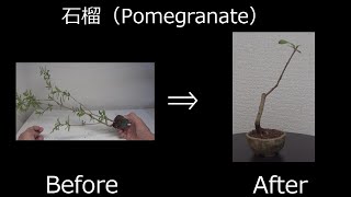【ミニ盆栽：mini bonsai】ザクロ（石榴）-３ （2018年）:Pomegranate　剪定　How to Bonsai