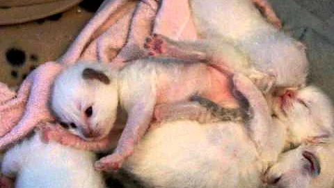 Video 1151591: lions royale, kitten lion, kittens litter, cute little kitten playing, cute little baby kitten, cute kitten sleeping