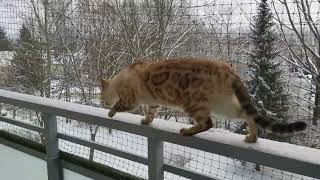 Snow Bengalkater sieht das 1. mal Schnee by Phestina 2,863 views 1 year ago 1 minute, 40 seconds