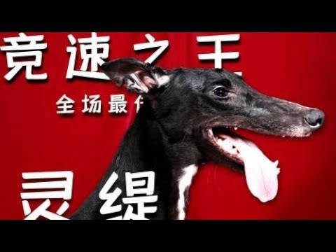 二郎神的啸天犬，竞速之王-灵缇，奔跑起来的感觉太魔性了~