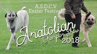 2018 Anatolian Shepherd Dog Champion Show - Easter Festival by natatree 1,143 views 6 years ago 13 minutes, 16 seconds