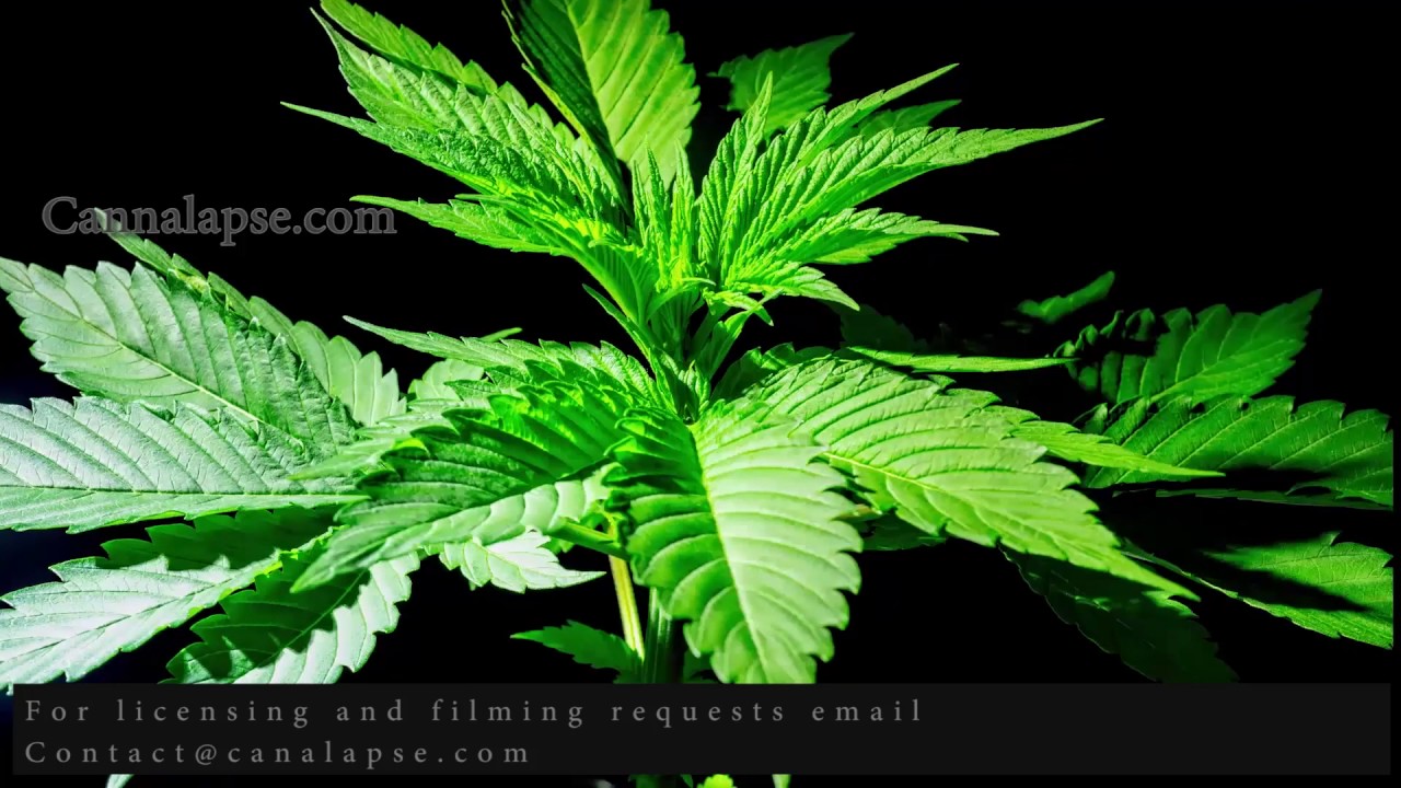 Cannabis uploads JillyBean 4