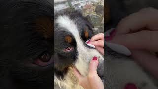 Воспаление глаз у собаки | Лечение конъюнктивита у собаки. Что делать если закисают глаза у собаки?