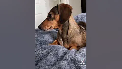 Use Dog's Favorite Words!!!! By Rosie and Mack the...