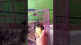 Eksperimen Ketika Kelinci Makan Buah Labu Sieyem