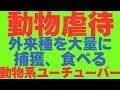 【動物虐待】偽善！「命を戴く」とほざき外来種を大量に捕獲する粗暴な奴等