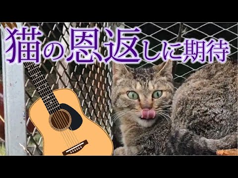 ソロギターで恩返し？【猫の恩返しに期待】