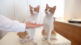 To Everyone Telling Me to Get Rid of My Cats (ENG SUB) by 크집사 255,405 views 3 months ago 15 minutes