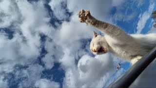 Angry Cats Fight For Territory On My Car