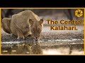 Into the Kalahari. A Botswana Safari Documentary