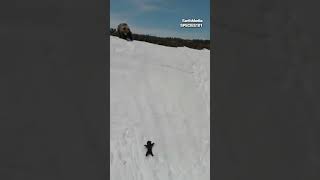 Grizzly Cub Overcomes Snowy Mountain to Reach Mother Bear