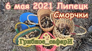 Грибное_сафарИ сморчок конический Липецк 6 мая 2021