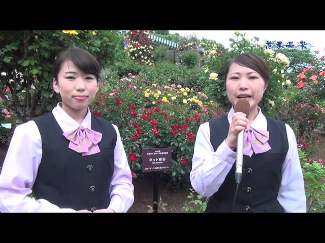 花巻温泉 バラ園のご紹介 Youtube
