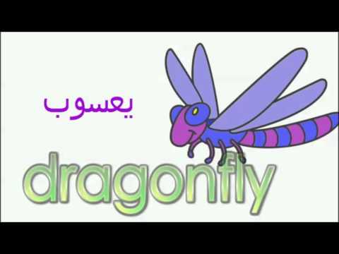 الحشرات بالانجليزي مترجم Youtube