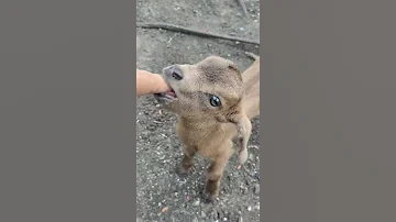 Goat Sucking 