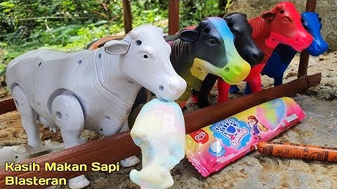 KASIH MAKAN SAPI, SAPI LUCU, SAPI WARNA WARNI, SAPI MOO, SAPI KARTUN, SAPI JOGET, SAPI QURBAN, COW