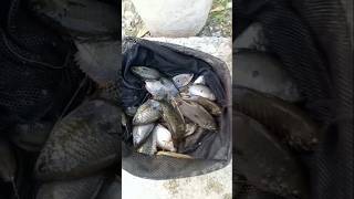 info on fishing spots for sepat fish || KEEP FISHING!! #fish #fishing #fish #fishing #mancing #ma...