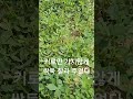 윙스문화   키다리 땅콩, 그냥  두고 볼 수는 없지