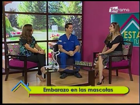 Embarazo en las mascotas