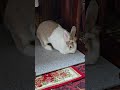 can bunny mofu defeat the cardboard roll? #mofu #bunny #rabbit #cute #fluffy #かわいい #可愛い #ふわふわ #うさぎ