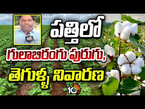 పత్తిలో గులాబిరంగు పురుగు,తెగుళ్ళ నివారణ |How to Protect Cotton Crop from Pink Bollworm Attack |10TV - 10TVNEWSTELUGU