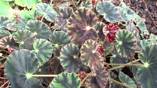 Begonia bowerae Ziesenh.