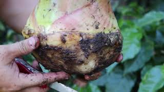 Aprenda a seleccionar semilla de plátano DominicoHartón con criterios de calidad