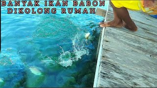 Jarang Di Pancingspot Langka Ternyata Di Kolong Rumah Banyak Ikan Babon