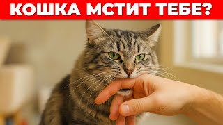 6 способов, как кошка МСТИТ - но делает это из любви