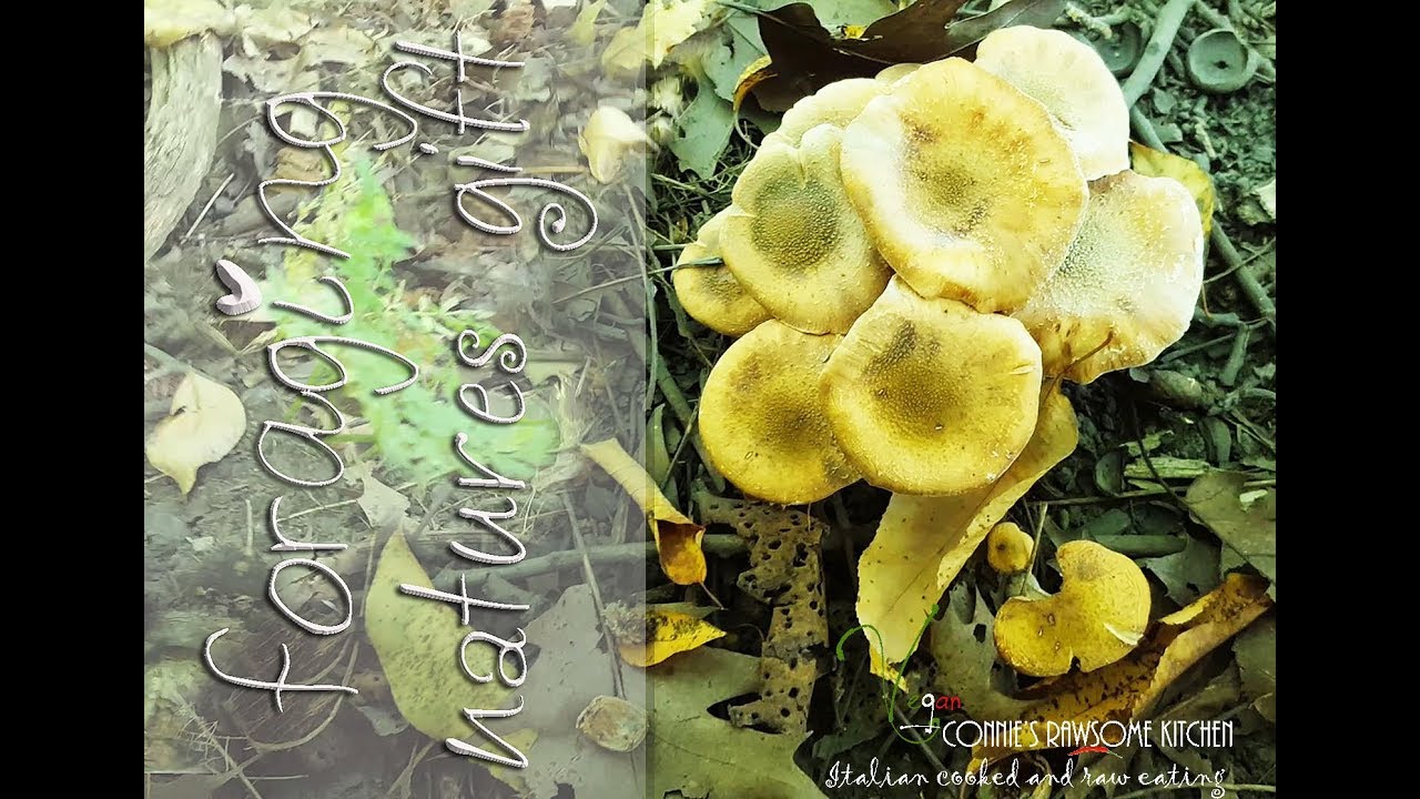 VEGAN UMAMI FORAGING NATURES FREE FOOD  | Connie's RAWsome kitchen