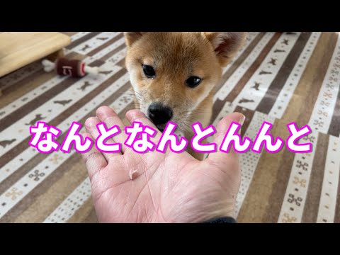 【柴犬小夏】愛犬の抜けた歯を見つけた時の飼い主のリアクションはこんな感じ   生後５ヶ月