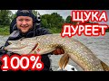 Лучшая резина на щуку. Крупная щука на Днепре. Рыбалка 2019